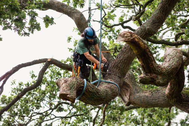 Leaf Removal in Hammond, IN