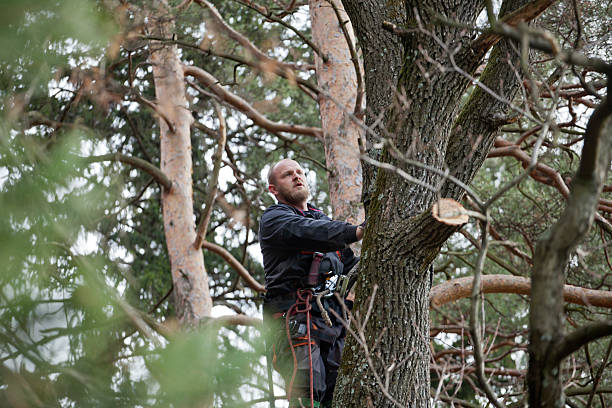 How Our Tree Care Process Works  in  Hammond, IN